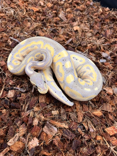 Banana Cinnamon Ball Python by New Vision Constriction