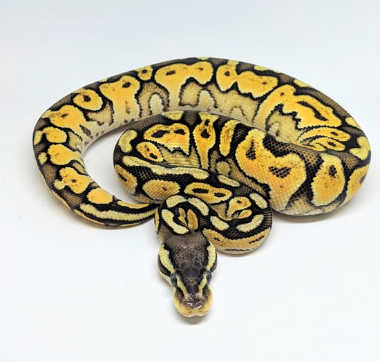 Cinnamon Enchi Pastel Ball Python by Steve's Morphs