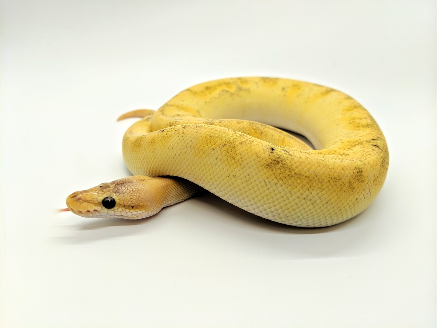 Pastel Champagne Enchi Possible Yellowbelly Ball Python by Steve's ...