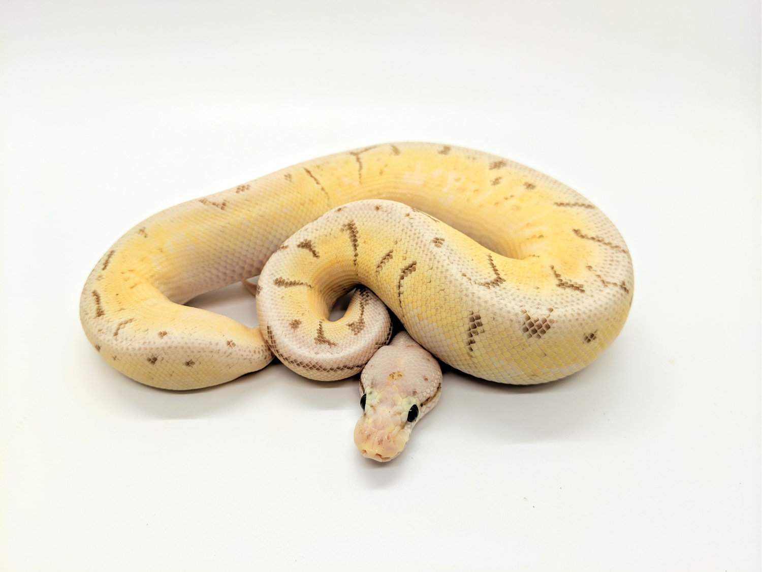 Enchi Spinnerblast Cinnamon Lesser Ball Python by Steve's Morphs ...
