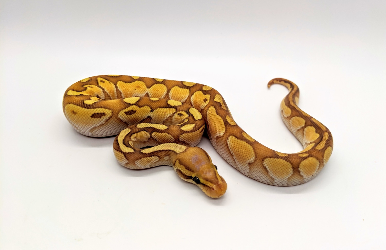 Banana Lesser Ball Python by Steve's Morphs MorphMarket