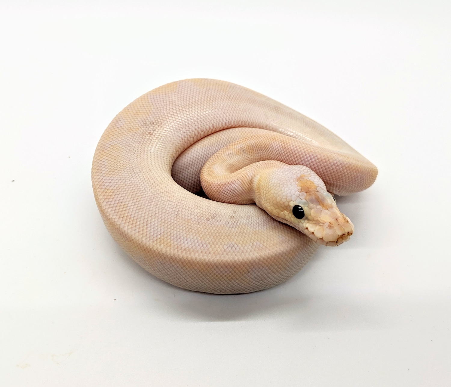 Super Pastel Champagne Ball Python by Steve's Morphs - MorphMarket