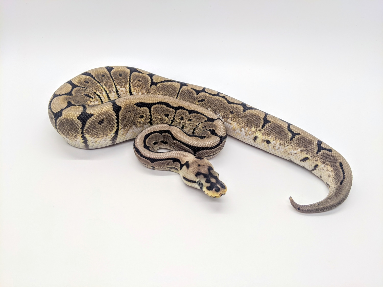 Spider Lori Ball Python by Steve's Morphs MorphMarket