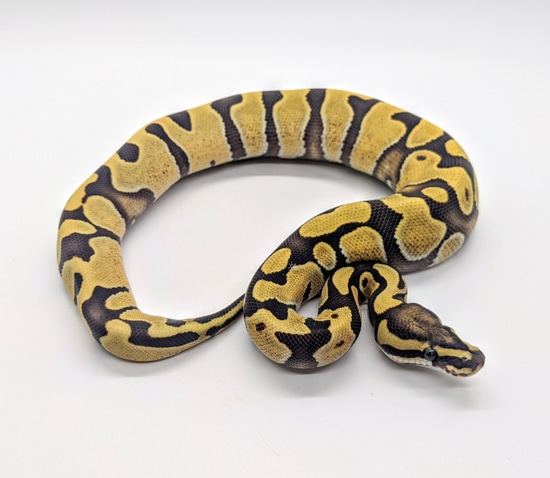 Enchi Desert Ghost Ball Python by Steve's Morphs