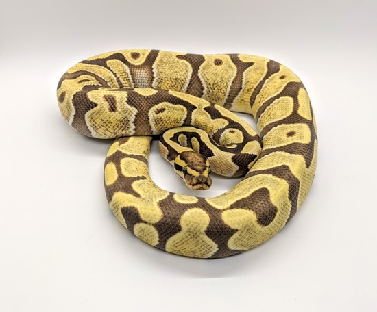 Enchi Desert Ghost Ball Python by Steve's Morphs