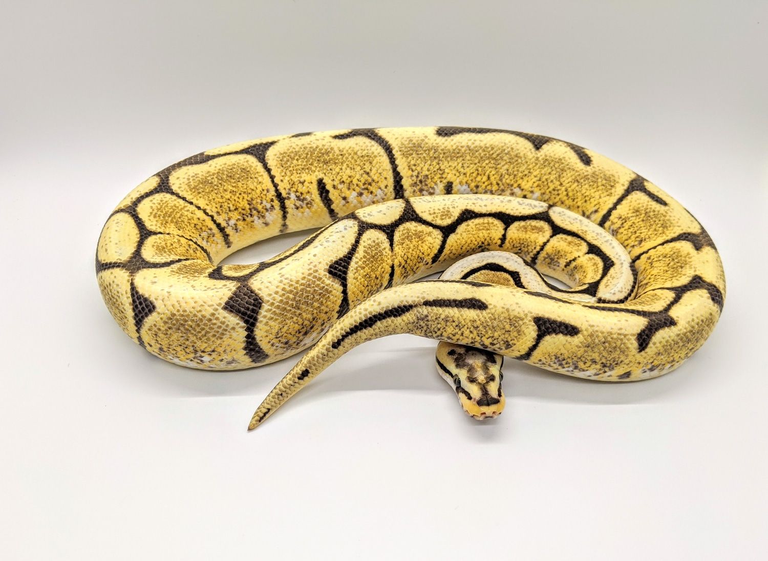 Spider Desert Ghost Ball Python by Steve's Morphs - MorphMarket