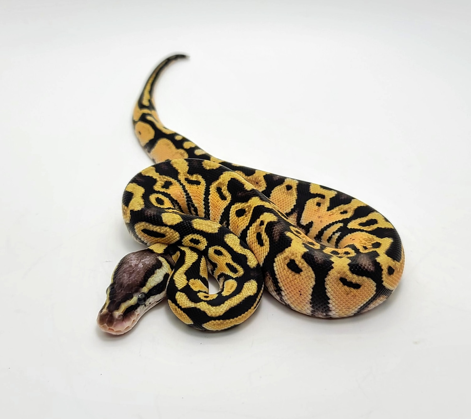 Pastel DH Desert Ghost Cryptic 50 Het Stripe Ball Python by Steve's Morphs MorphMarket