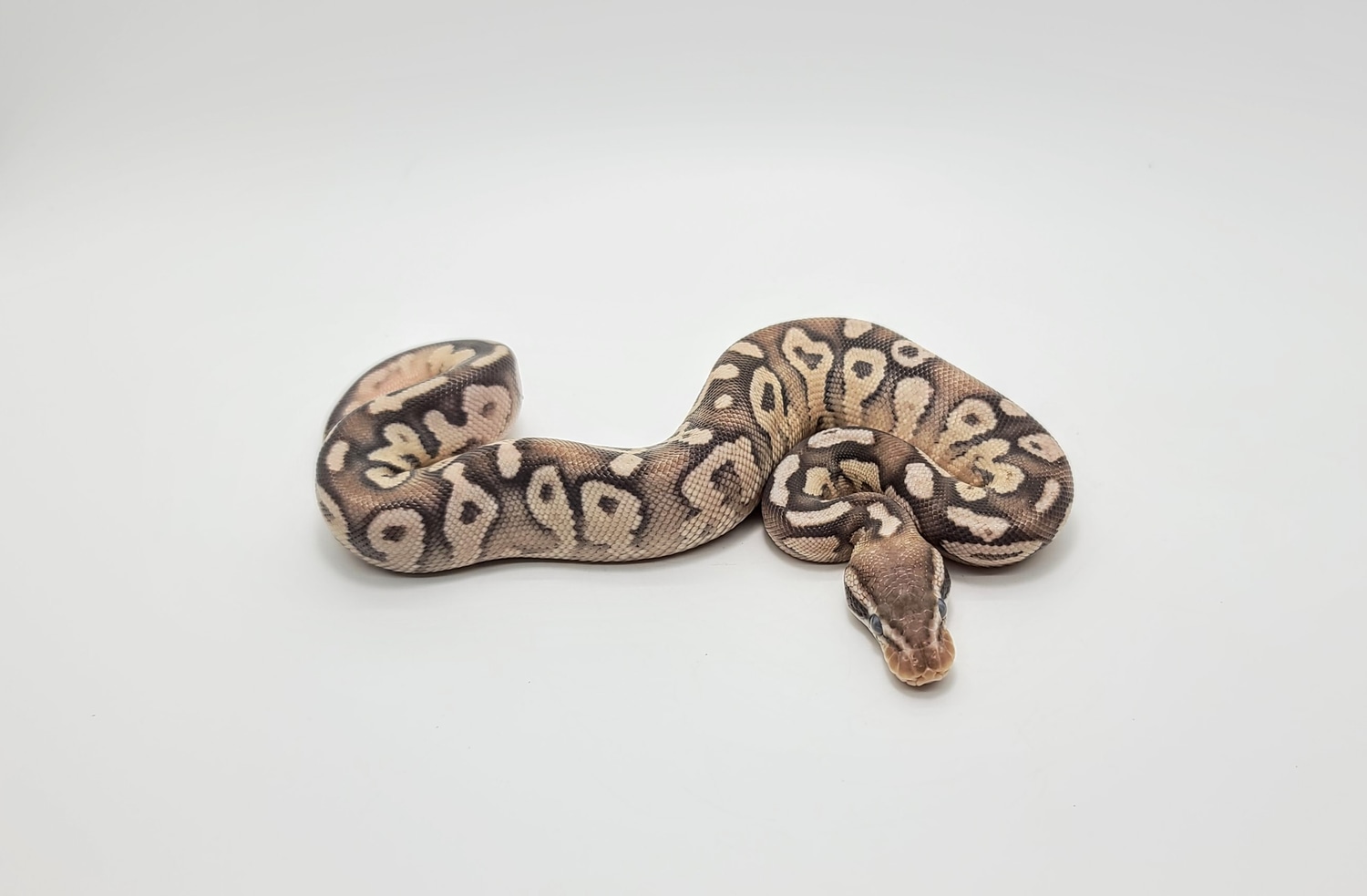 Firefly Mojave VPI Axanthic Ball Python by Steve's Morphs - MorphMarket
