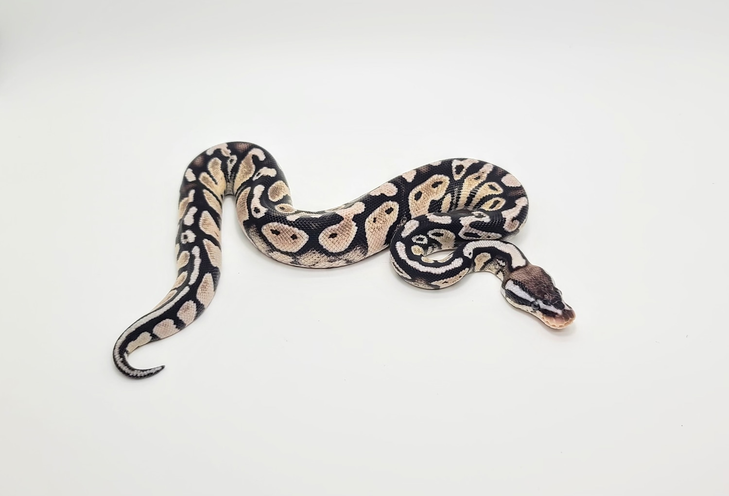 Pastel TSK Axanthic Ball Python by Steve's Morphs - MorphMarket