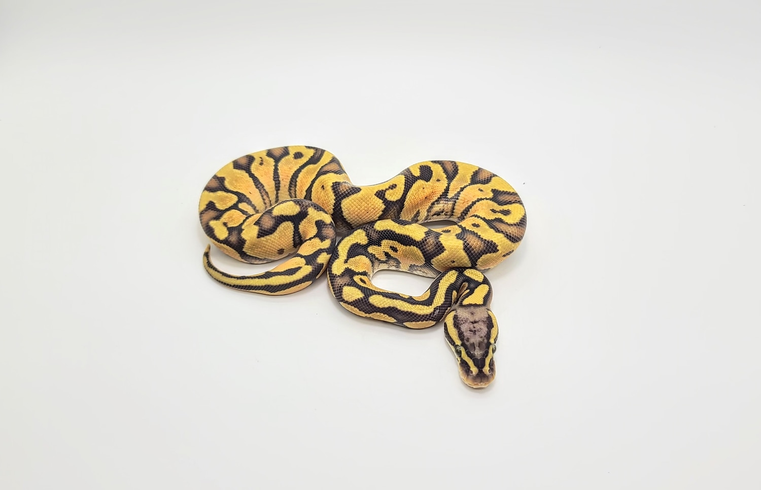 Pastel Enchi Hypo Ball Python by Steve's Morphs MorphMarket