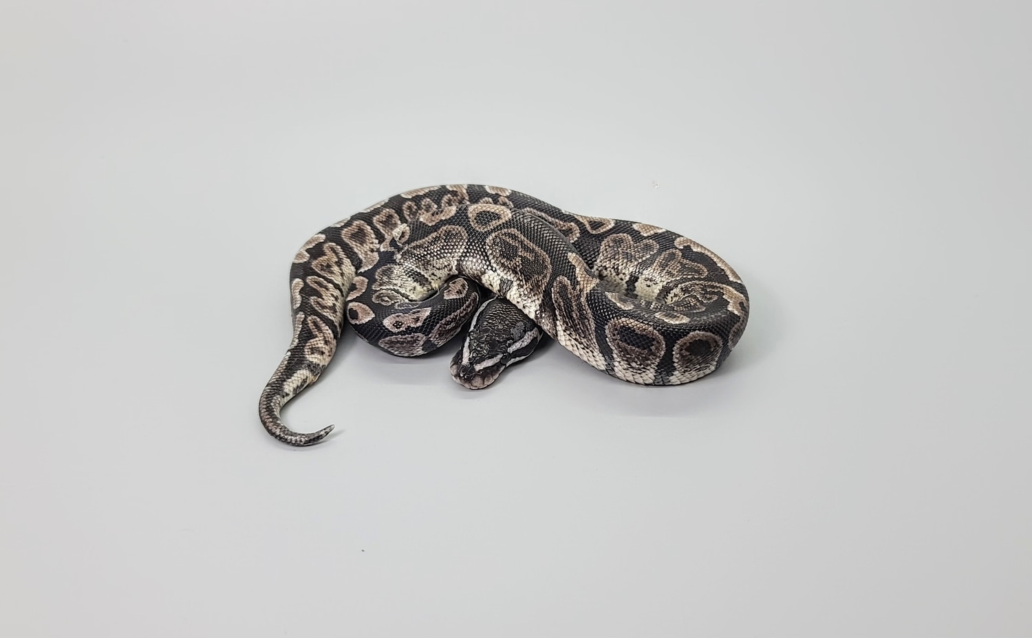 GHI TSK Axanthic Ball Python by Steve's Morphs - MorphMarket