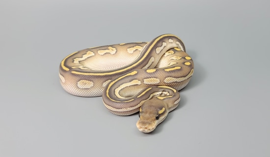 Blackhead Huffman Ball Python Black Head Huffman Butter Hypo Ball Python by Steve's Morphs