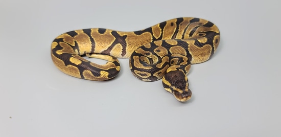 Enchi Het Desert Ghost Ball Python by Steve's Morphs