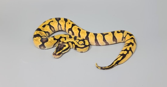 Pastel Enchi Het Desert Ghost Ball Python by Steve's Morphs