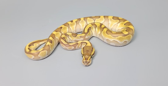 Butter Enchi Het Desert Ghost Ball Python by Steve's Morphs