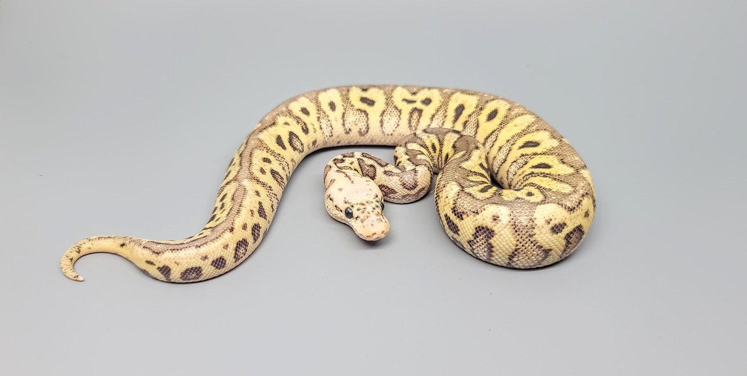 Super Pastel Spotnose Clown Ball Python by Steve's Morphs - MorphMarket