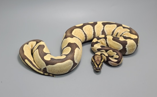 Enchi Desert Ghost Ball Python by Steve's Morphs