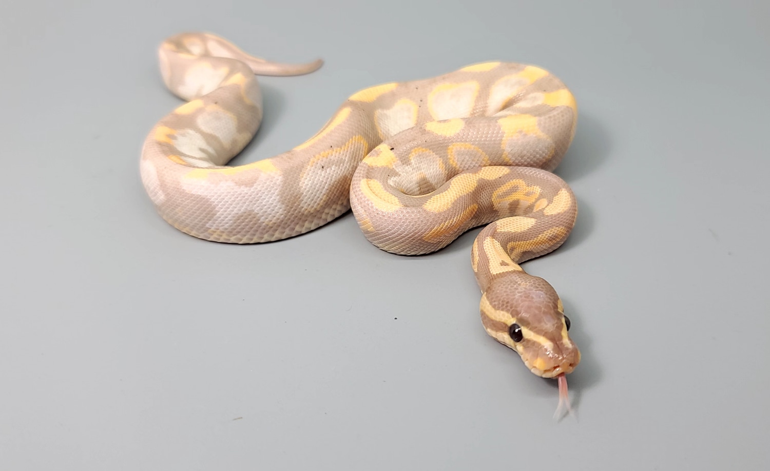 Banana Calico Ball Python by Steve's Morphs MorphMarket