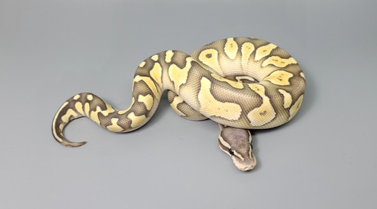 Pastel Butter Chocolate Desert Ghost Hypo Ball Python by Steve's Morphs