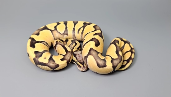 Pastel Enchi Desert Ghost Het Hypo Ball Python by Steve's Morphs