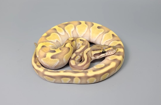 Butter Enchi Specter Desert Ghost Ball Python by Steve's Morphs