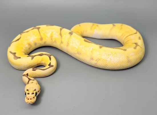 Orange Dream YB Pastel Spider Fire Ball Python by Steve's Morphs