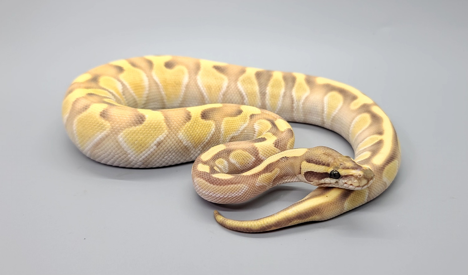Butter Enchi Specter Desert Ghost Ball Python by Steve's Morphs ...