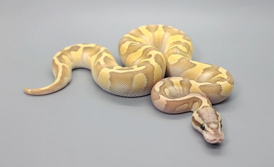 Chocolate Pastel Enchi Butter Hypo Ball Python by Steve's Morphs