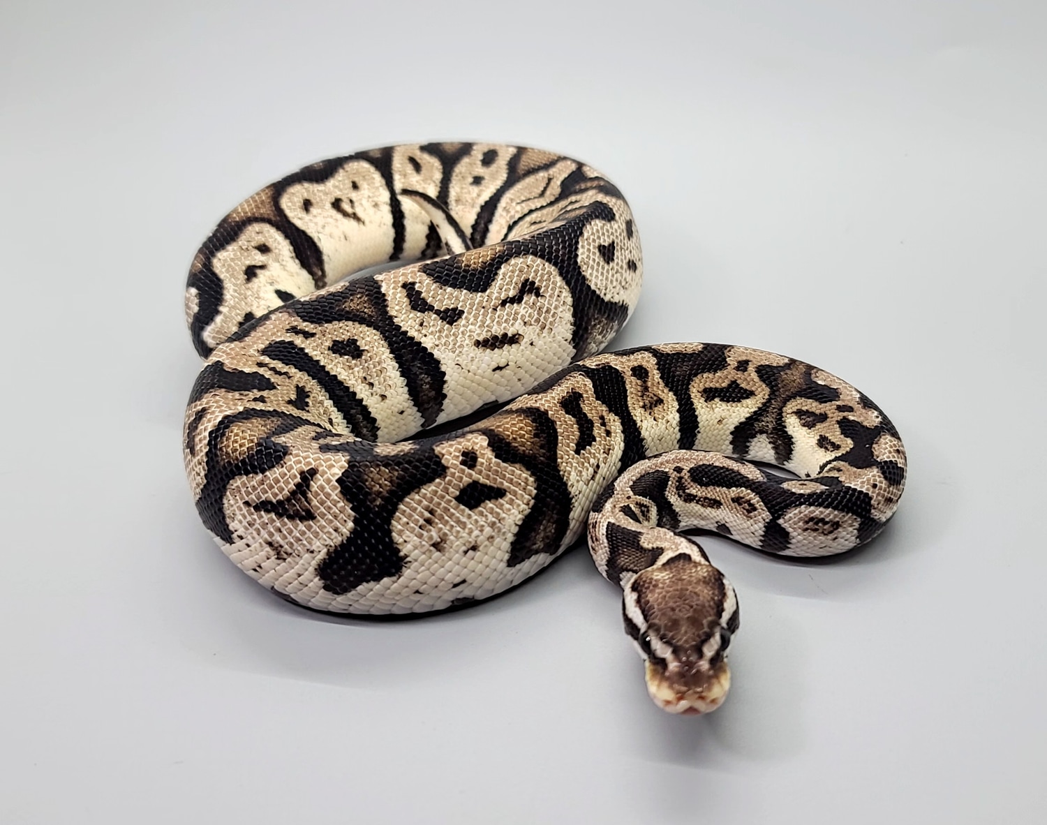 GHI Pastel TSK Axanthic Ball Python by Steve's Morphs - MorphMarket