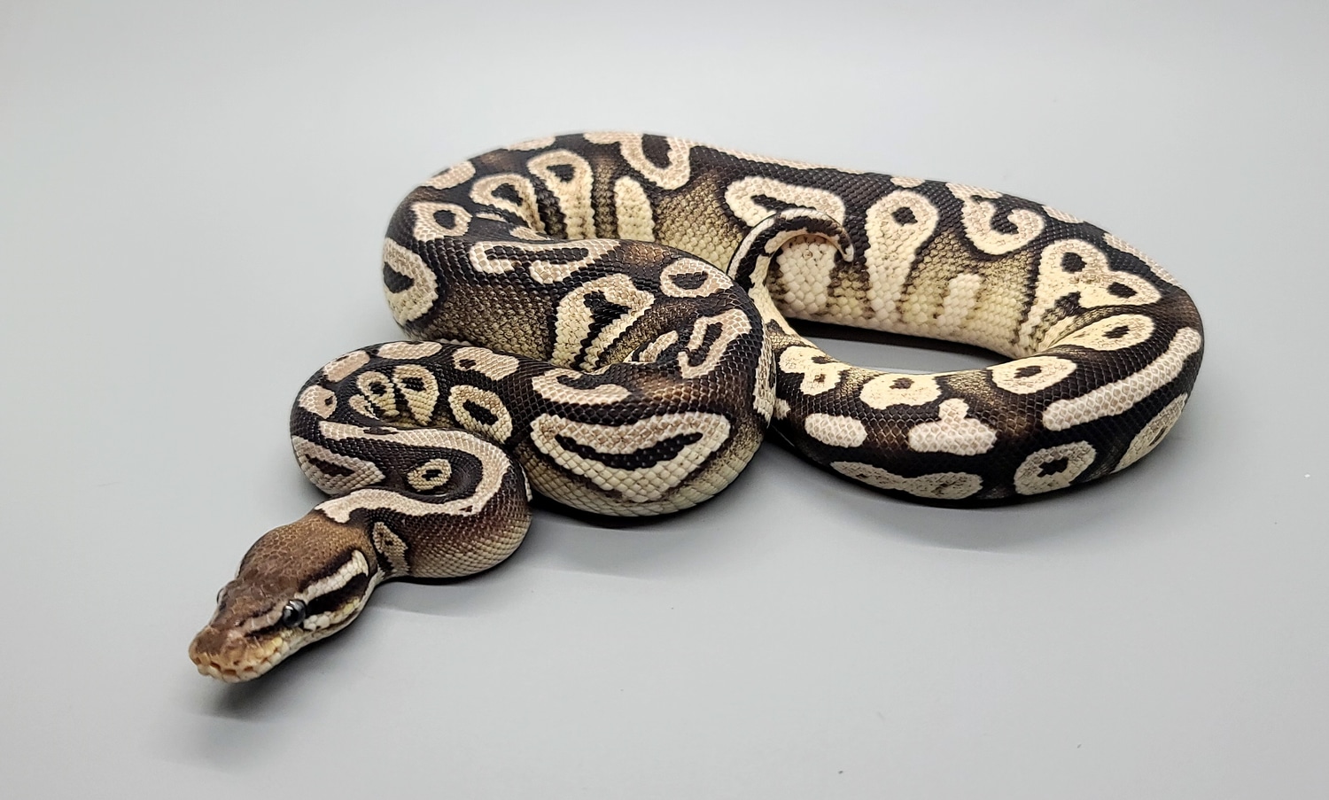 Pastel Mojave VPI Axanthic Ball Python by Steve's Morphs - MorphMarket