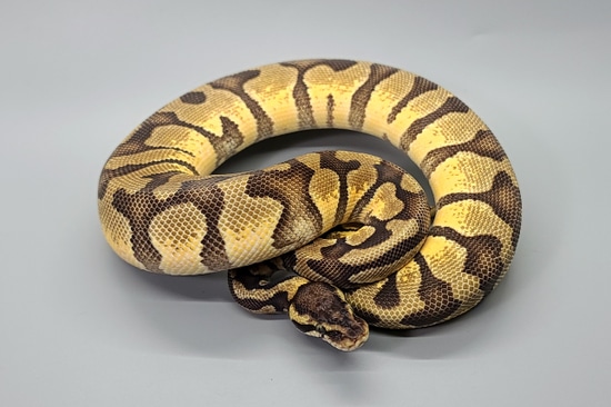 Pastel Enchi DH Desert Ghost Hypo Ball Python by Steve's Morphs