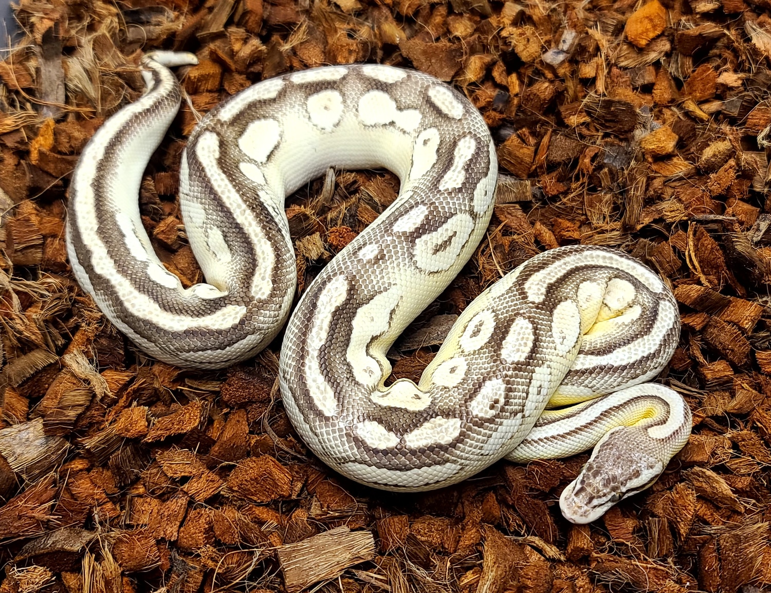 Pastel Lesser Bongo Ball Python by Steve's Morphs MorphMarket