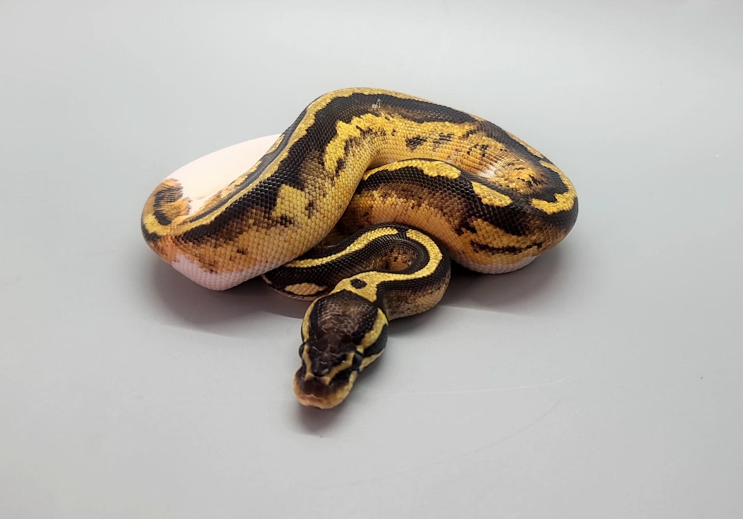 Pastel Pied Ball Python by Steve's Morphs - MorphMarket