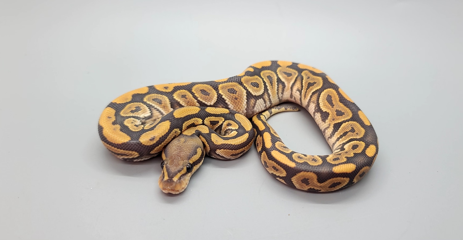 Huffman Hypo Het Clown Ball Python by Steve's Morphs MorphMarket