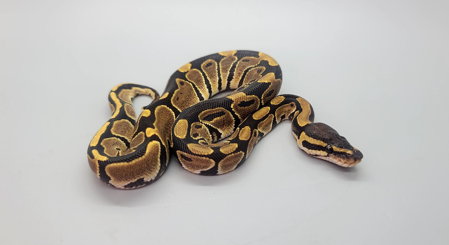 Het Tri-Stripe Ball Python by Steve's Morphs - MorphMarket