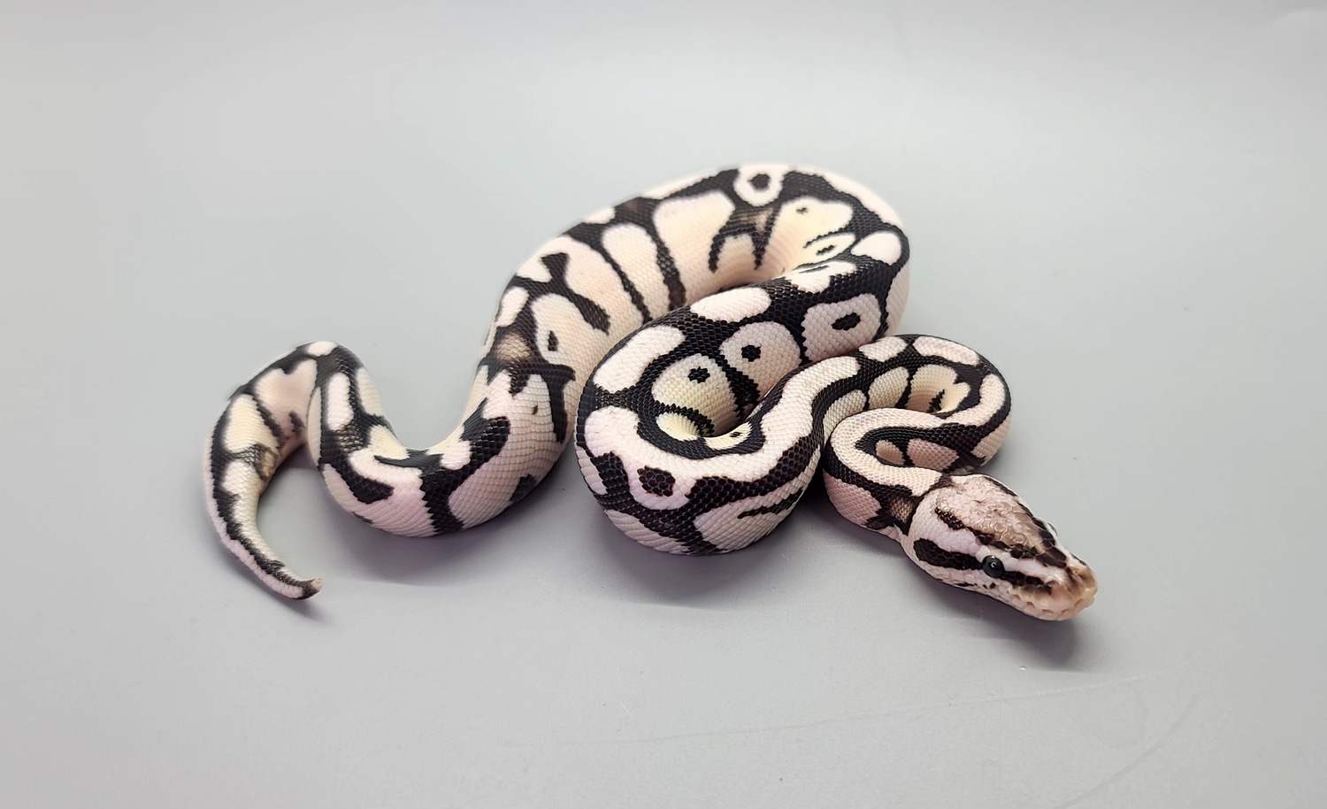 Fire Pastel TSK Axanthic Ball Python by Steve's Morphs - MorphMarket