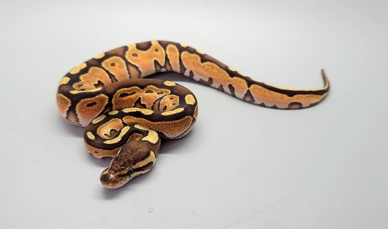 Cinnamon Enchi Het Ultramel Ball Python by Steve's Morphs