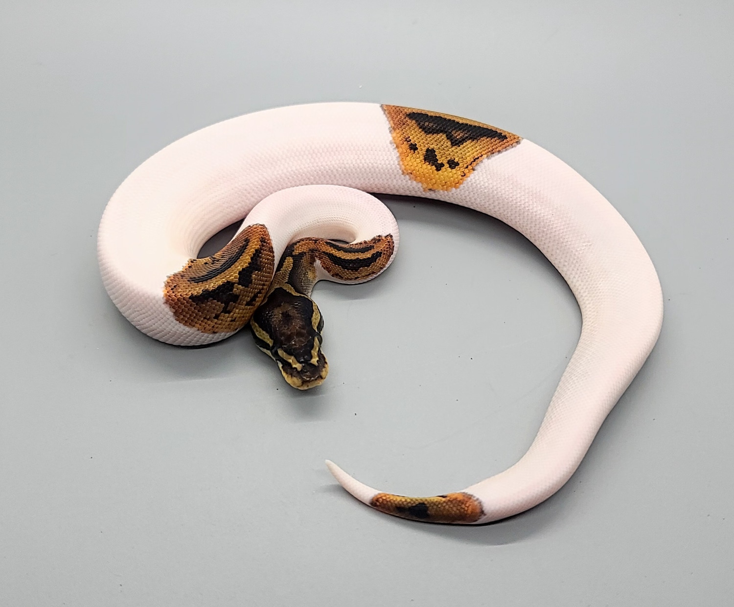 Pied Het Candy Ball Python by Steve's Morphs MorphMarket
