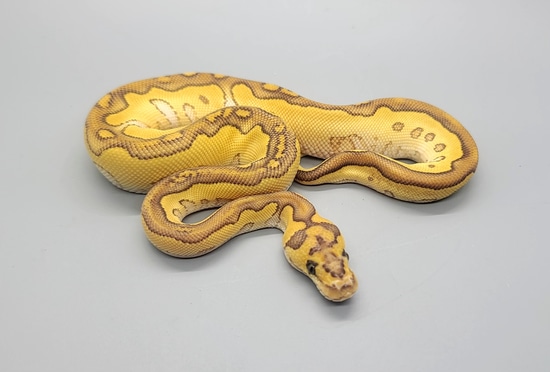 Lesser Clown Ball Python by Steve's Morphs
