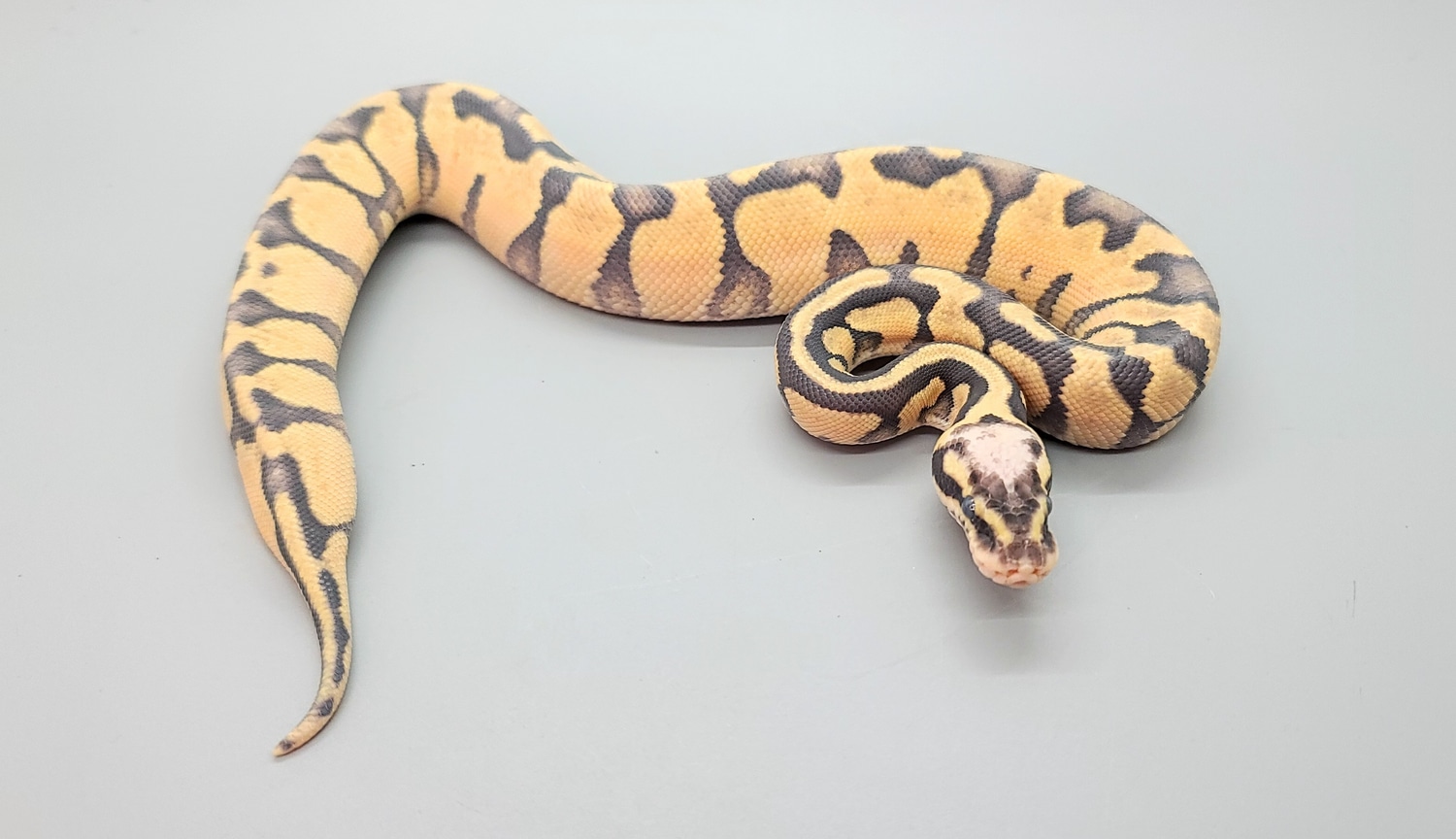 Super Pastel Enchi Hypo Ball Python by Steve's Morphs MorphMarket