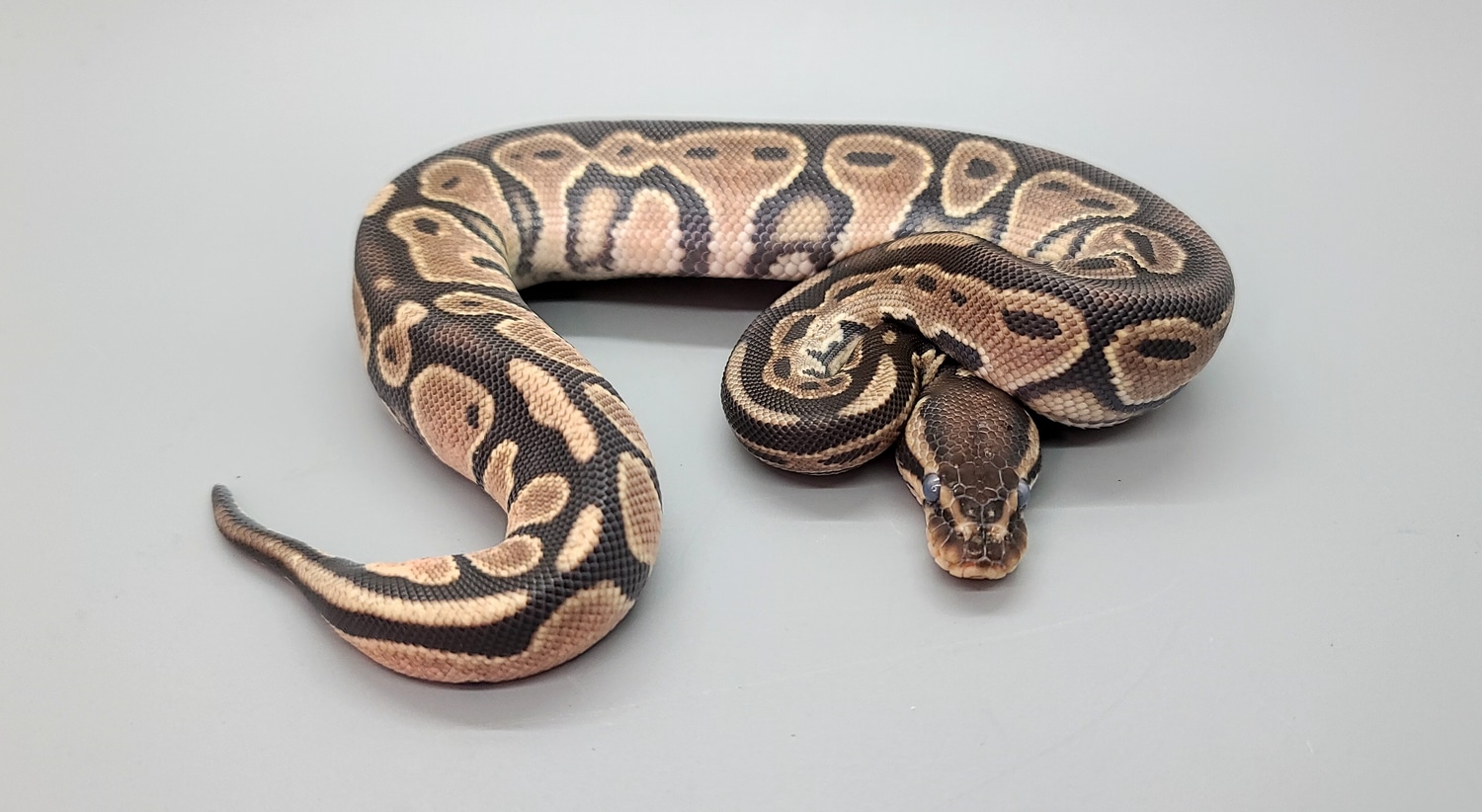 Orange Dream Lori Ball Python by Steve's Morphs MorphMarket