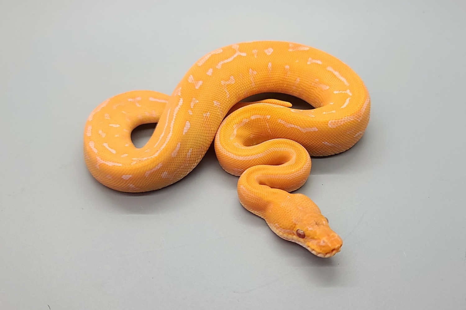 Leopard Pinstripe Lavender Albino Ball Python by Steve's Morphs ...