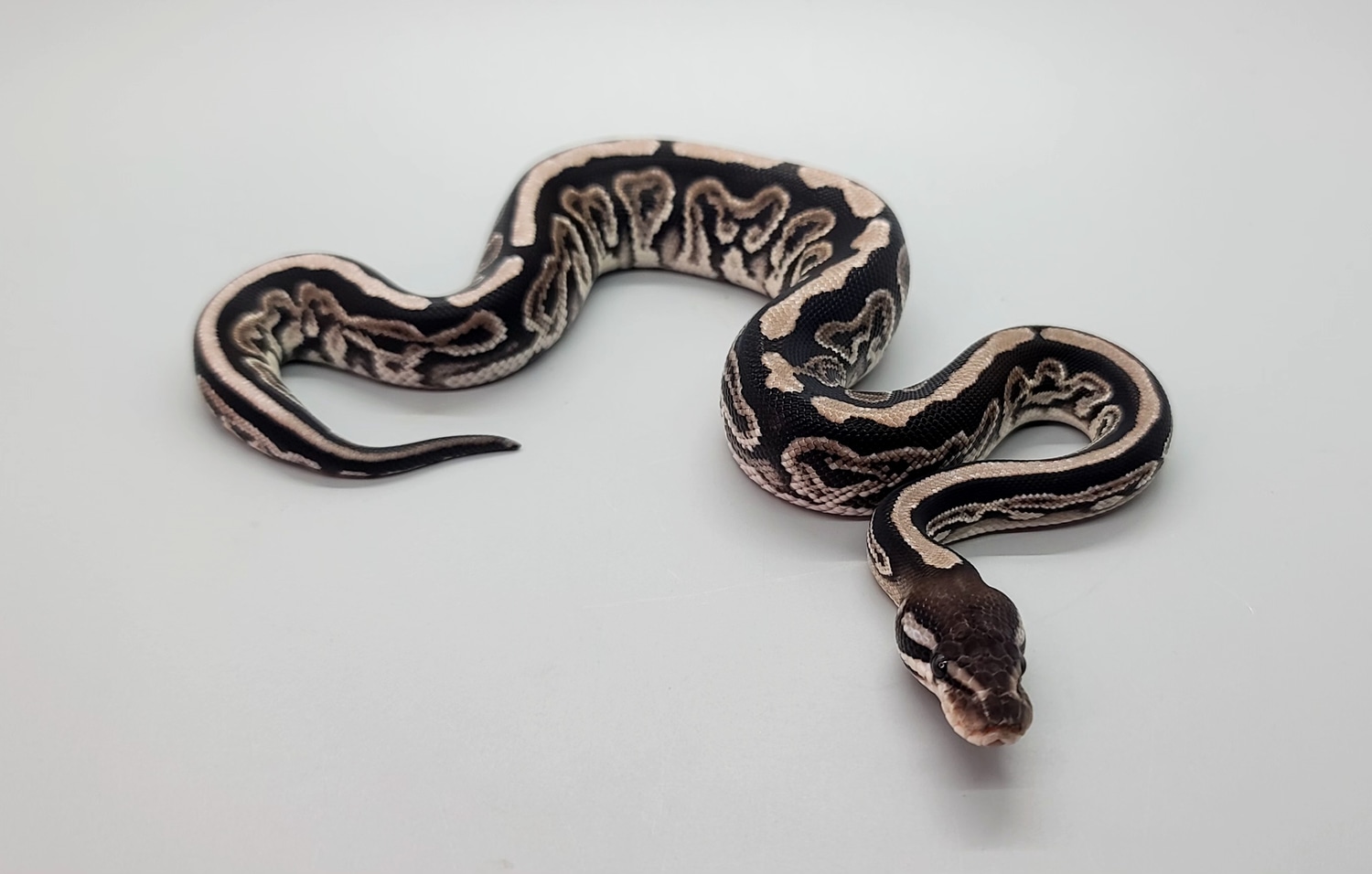 Black Pastel VPI Axanthic Het Desert Ghost Ball Python by Steve's ...
