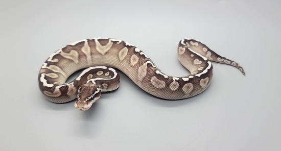 GHI Lesser TSK Axanthic Ball Python by Steve's Morphs
