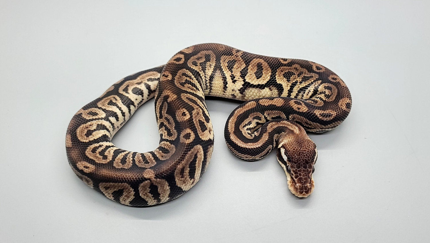 Black Pewter DH Desert Ghost VPI Axanthic Ball Python by Steve's Morphs ...