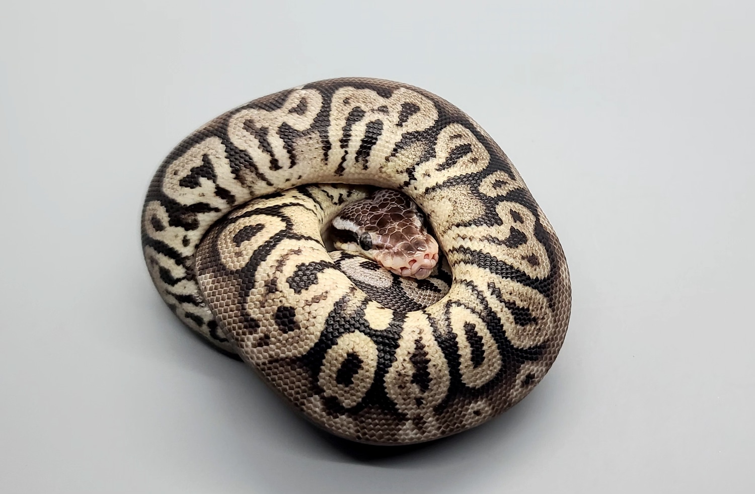 Black Pewter DH Desert Ghost VPI Axanthic Ball Python by Steve's Morphs ...