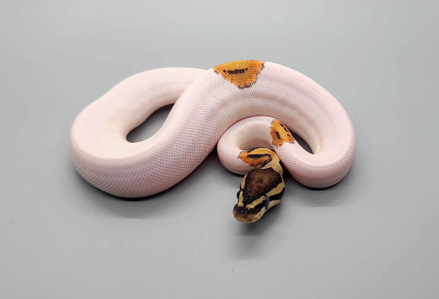Pied Het Candy Ball Python by Steve's Morphs MorphMarket