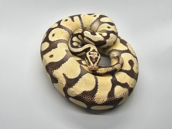 Pastel Enchi Desert Ghost Pos YB Ball Python by Steve's Morphs