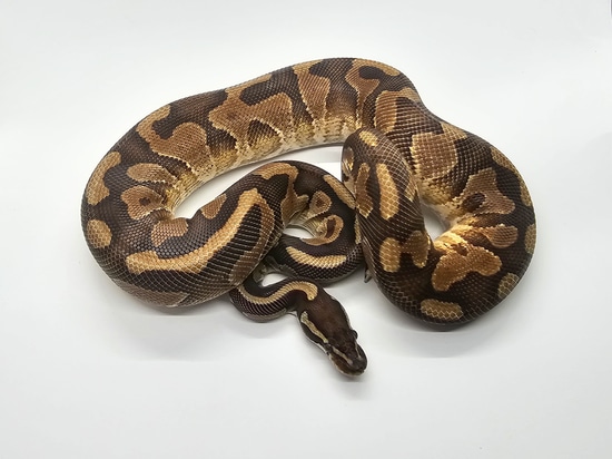 Cinnamon Enchi YB Het Desert Ghost Ball Python by Steve's Morphs