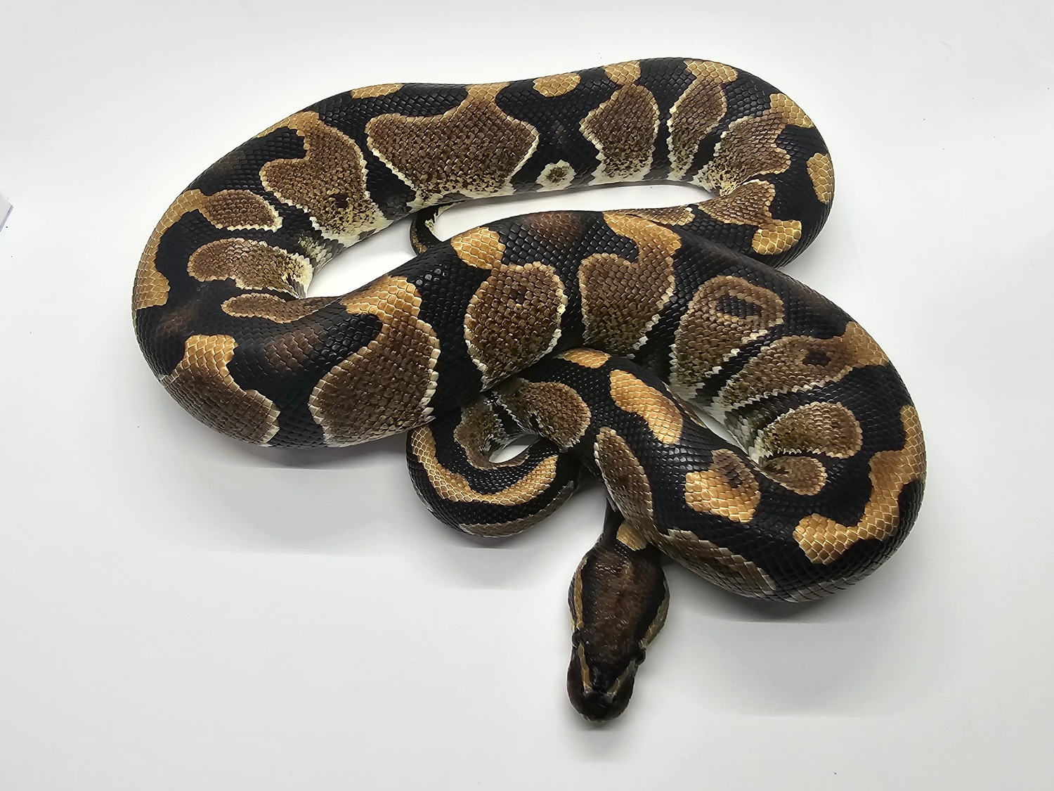 Het Zebra Ball Python by Steve's Morphs - MorphMarket